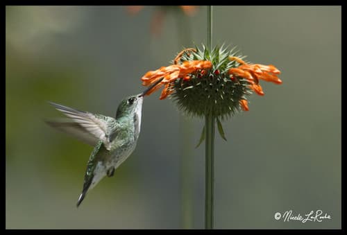 White-bellied Hummingbird