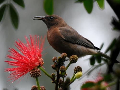 Dusky Myzomela