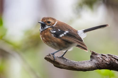 Hawai'i 'Elepaio
