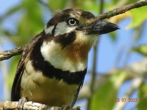 Russet-throated Puffbird