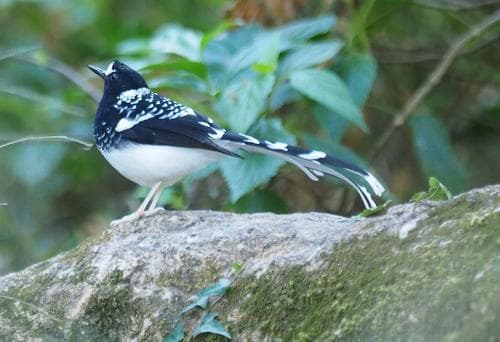 Spotted Forktail