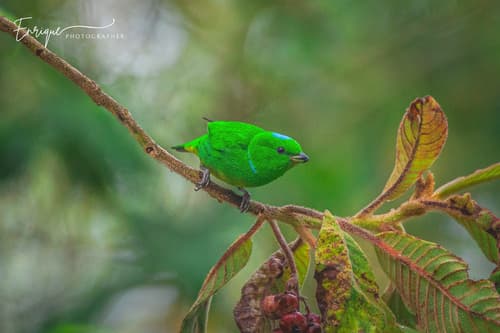 Blue-crowned Chlorophonia