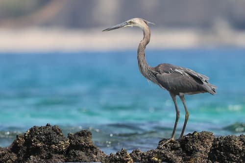 Great-billed Heron