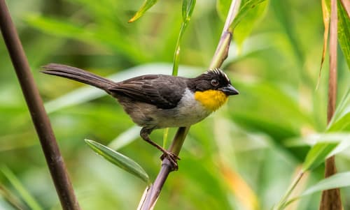 White-naped Brushfinch