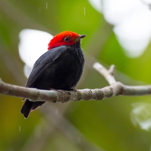Red-headed Manakin