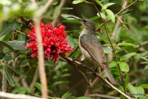 Mouse-colored Sunbird