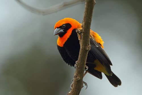 Black-winged Bishop