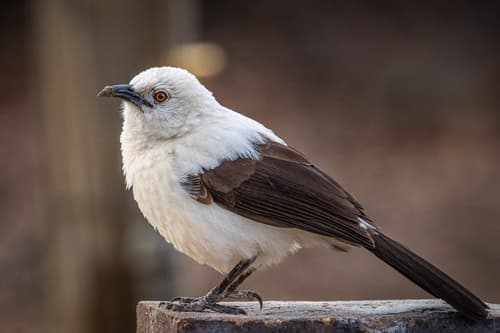 Southern Pied-Babbler