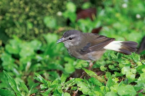 Buff-rumped Warbler