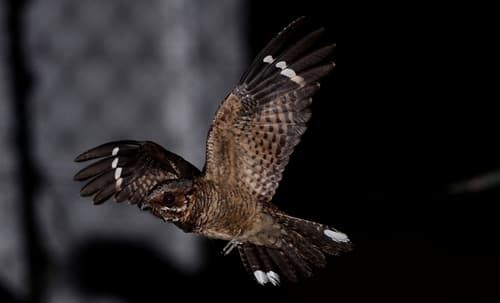 Fiery-necked Nightjar