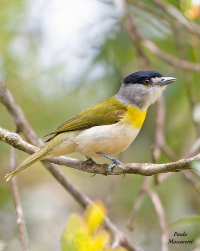 Green-backed Becard