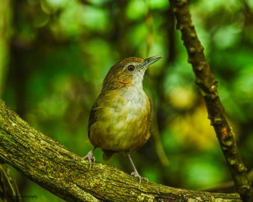 Abbott's Babbler