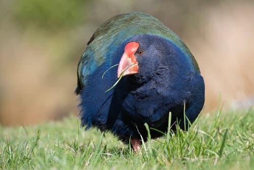 South Island Takahē