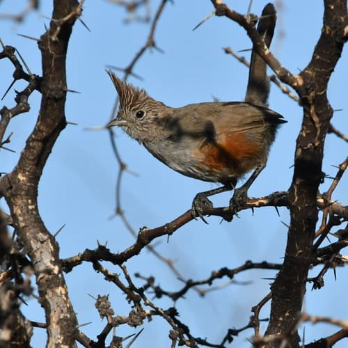 Crested Gallito
