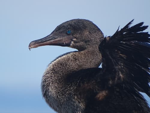 Flightless Cormorant