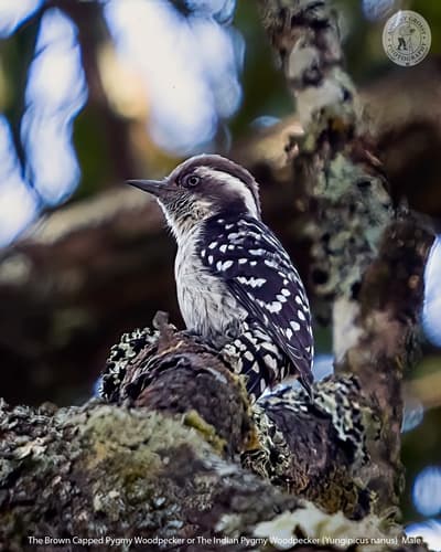 Brown-capped Pygmy Woodpecker