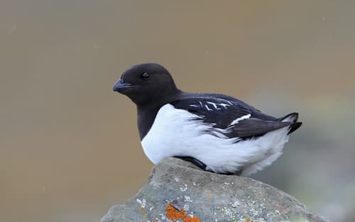 Dovekie