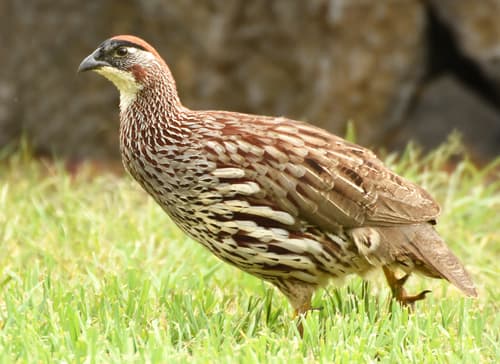 Erckel's Spurfowl