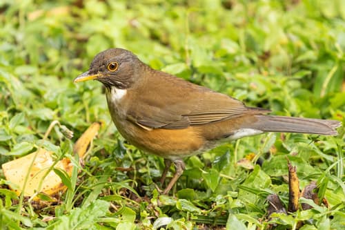White-necked Thrush