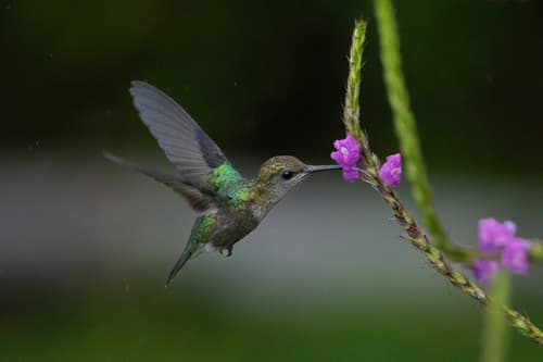 Coppery-headed Emerald