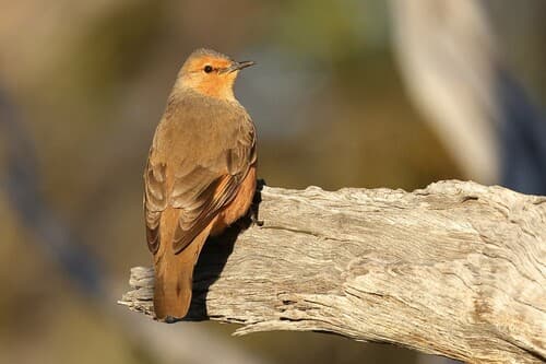 Rufous Treecreeper