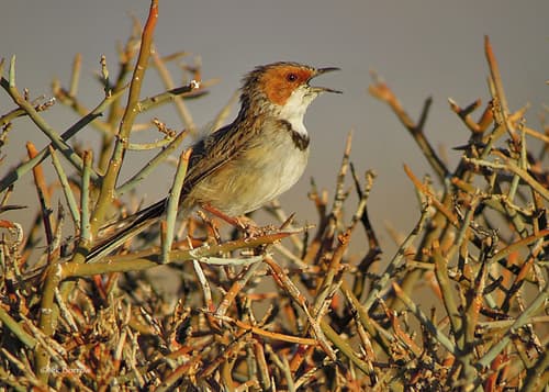Rufous-eared Warbler