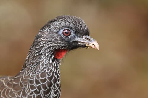 Andean Guan