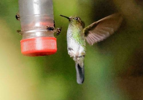 Greenish Puffleg