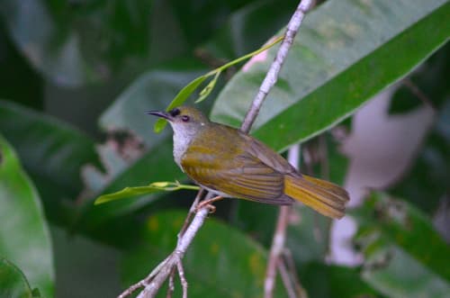 Plain Sunbird