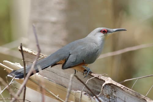 Hispaniolan Lizard-Cuckoo