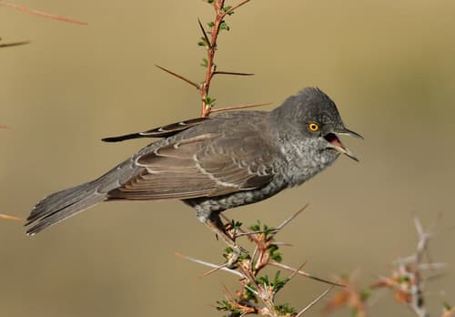 Barred Warbler