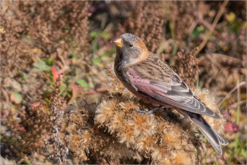 Asian Rosy-Finch