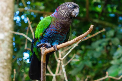 Red-fan Parrot