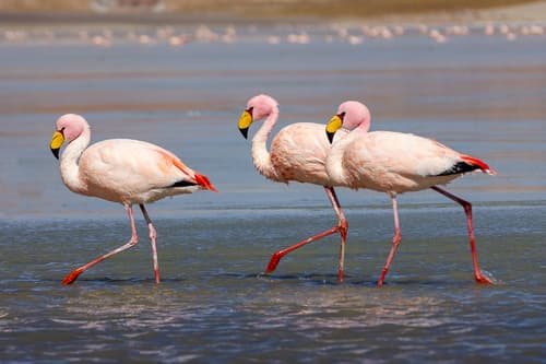 James's Flamingo