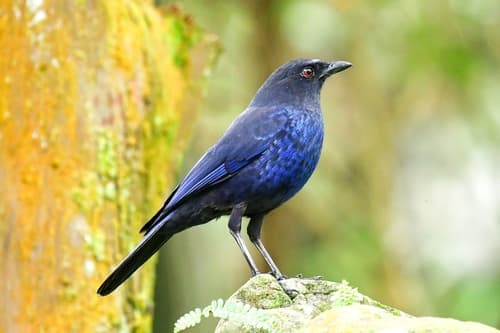 Taiwan Whistling-Thrush
