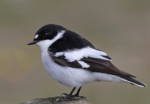 Semicollared Flycatcher