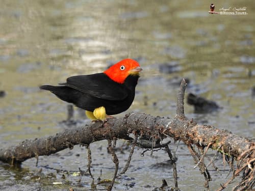 Red-capped Manakin