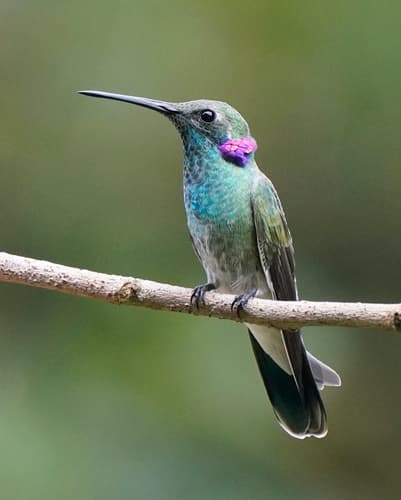 White-vented Violetear