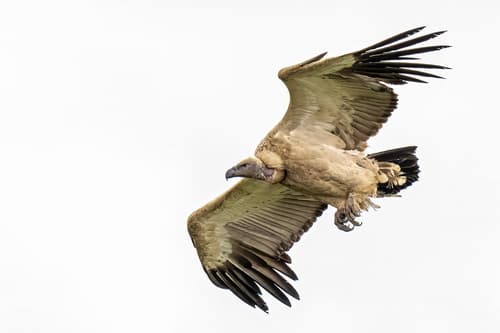 Cape Griffon
