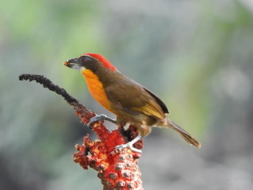 Scarlet-crowned Barbet