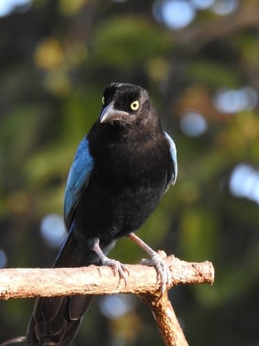 San Blas Jay