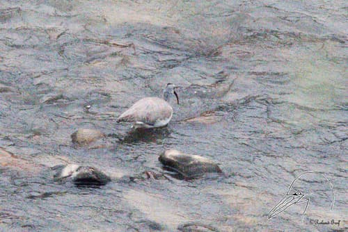 Ibisbill