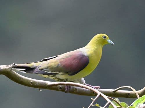 White-bellied Green-Pigeon
