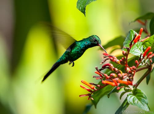 Cozumel Emerald