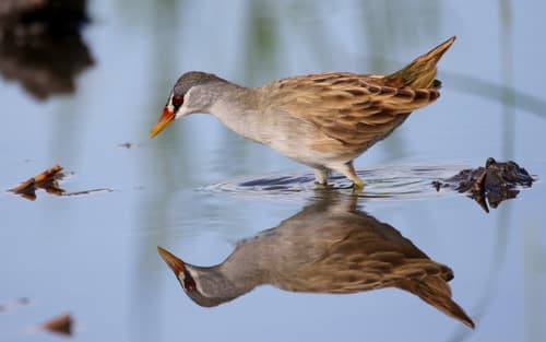 White-browed Crake