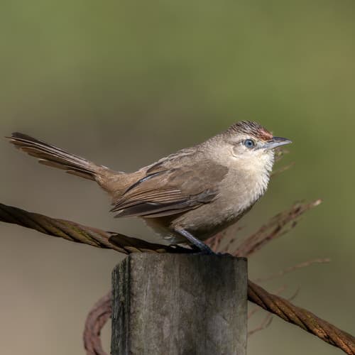 Rufous-fronted Thornbird