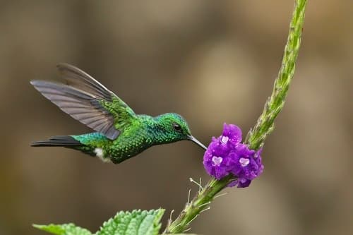 Garden Emerald