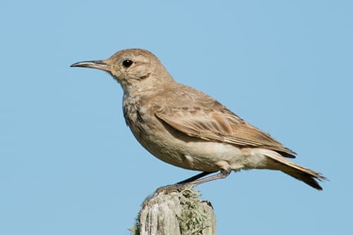 Common Miner