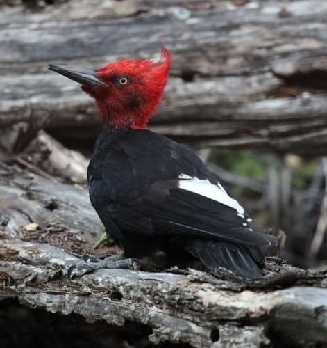 Magellanic Woodpecker