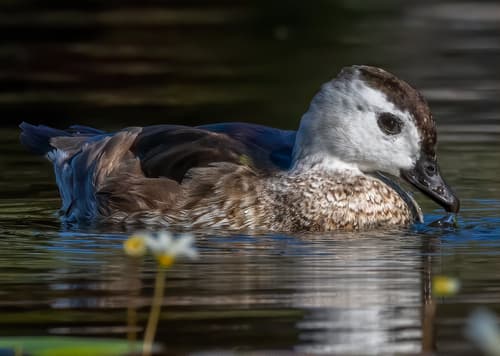 Cotton Pygmy-Goose
